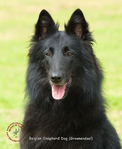 Belgian Shepherd Dog 9M031D-24.JPG